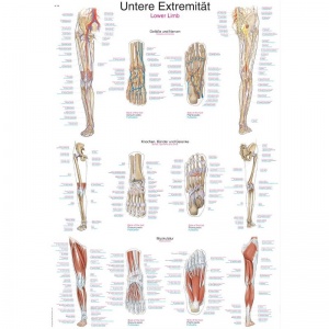 Erler-Zimmer Educational ''Lower Limb'' Anatomy Chart